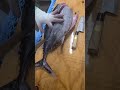 肉屋がビンチョウマグロを捌きます! #Shorts
