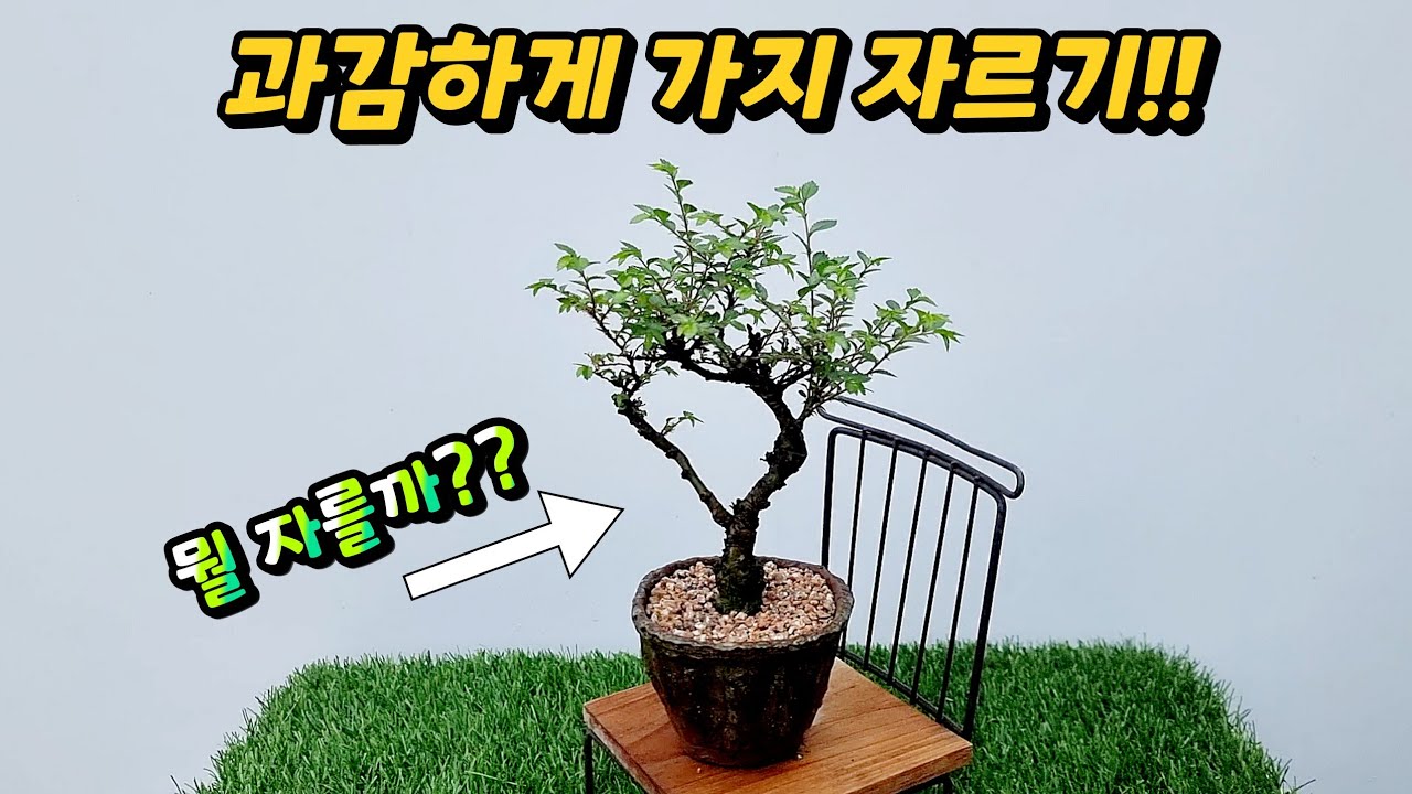 과감하게 가지하나 잘라보세요!! 새싹분재원TV Sprout Bonsai TV YouTube
