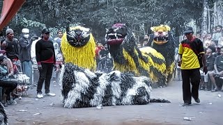 Macan Macanan Maong Remas tampil di Tegal mijin - atraksi drumband can macanan