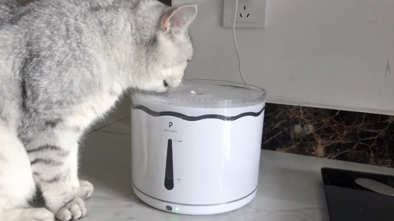 PETLIBRO Cloud Water Fountain Cat Review YouTube