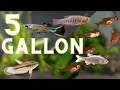 Top 5 Fish For A 5 Gallon