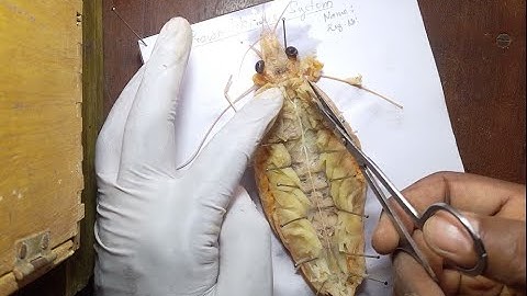 Dissect and display the nervous system of prawn