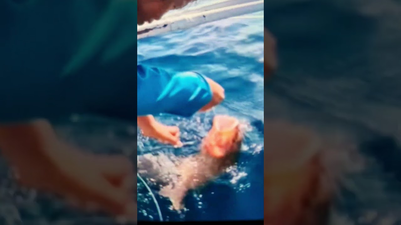 Twin Brown Grouper 110th Make Him Fell 😱 Kawil-up 