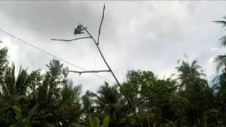 Download lagu memikat burung kolibri ninja dapat buaanyak mantap lagi memikat burung kolibri ninja dapat buaanyak mantap lagi