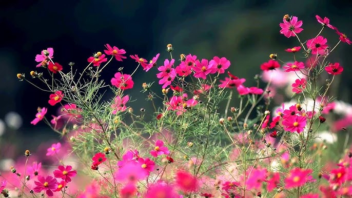 most beautiful flowers desktop wallpaper