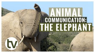 Did You Know? Elephants are TALKING all the TIME by Shamwari TV 4,088 views 10 months ago 5 minutes, 10 seconds