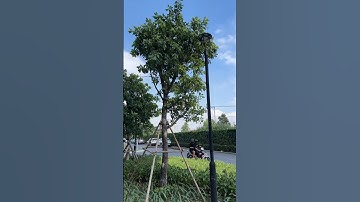 Cây xanh đã ra bông bên Block S-V Q7 Sài Gòn Riverside