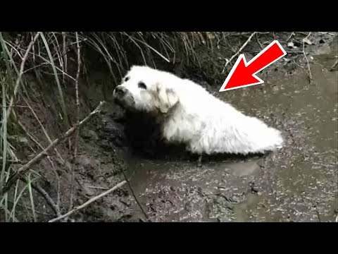 Video: Ali ima težko blato prhe?