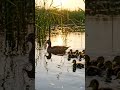 #duck#mother#love#baby#lake#nature