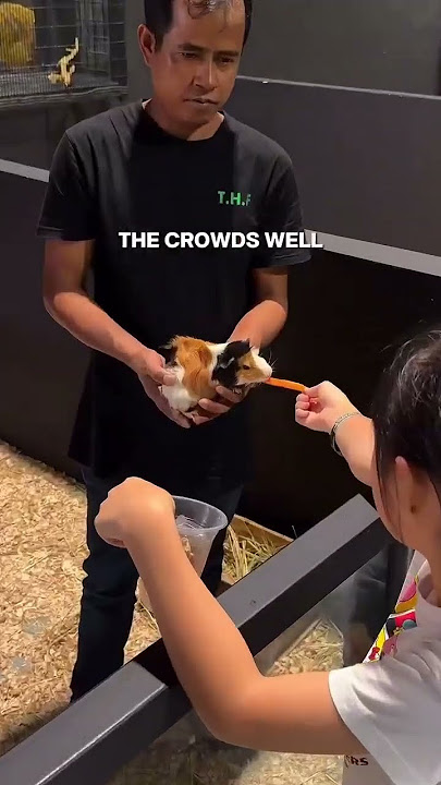 JB LARGEST PETTING ZOO?! #shorts #shortsyoutube #thehiddenfarm #mountaustin #johorbahru #sgfamily