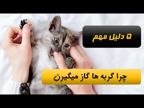 ۵ دلیل مهم گاز گرفتن گربه ها اسراری که شما نمی دانید و راهکارهای پیشگیری از گاز گربه ها