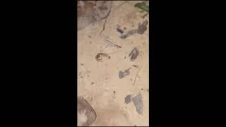 Earwig Terrorizing Fire Ants