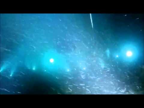R.E.M. - Night Swimming