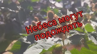 Ежевика Небеса могут подождать