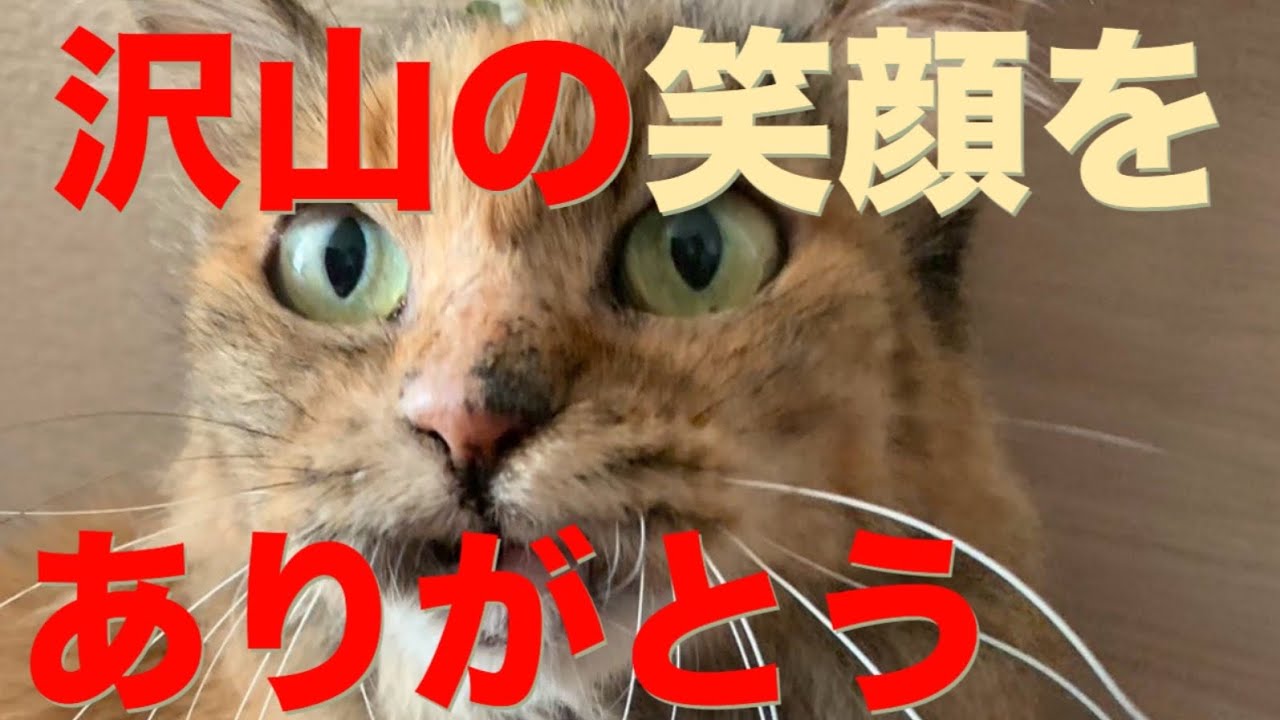 天国のキミへ　たくさんの思い出をありがとう‼️