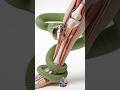 What happens inside the body when a snake bites #insidehumanbody #anatomy