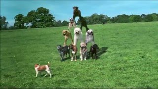 BBC One Northern Ireland - Dog Display [2008] Ident - 2016