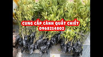 Cung cấp cành quất chiết, quất giống - Giá tận gốc, vận chuyển toàn quốc