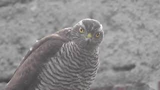 Krahujec obecný - Accipiter nisus - Sparrowhawk - Sperber - Gavilán común