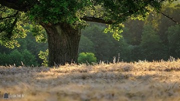 سورة الهمزة تلاوة الشيخ عبد الرحمان العوسي