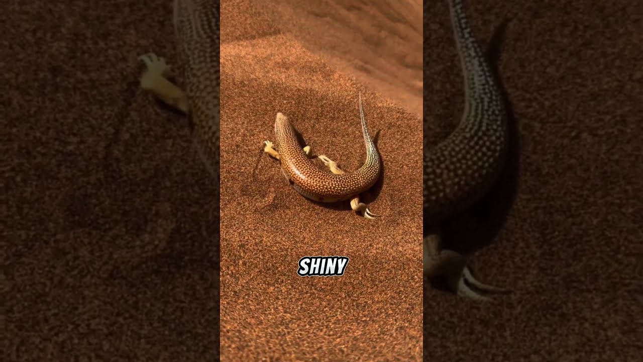 Fish That Live In The Desert Sand Shorts