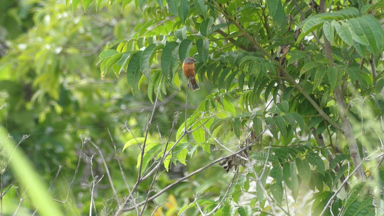 Ruddy-Breasted Seedeater (Sporophila minuta minuta) male, French Guiana