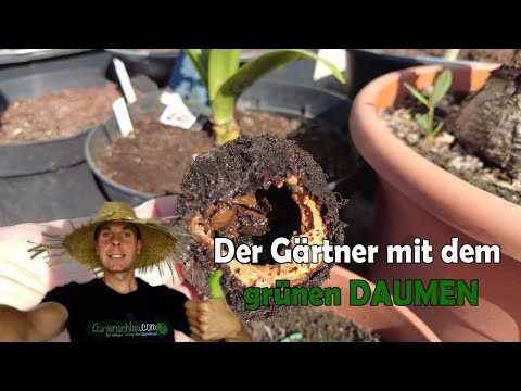 Amaryllis-Garten im Mai: Diese Sorten blühen jetzt