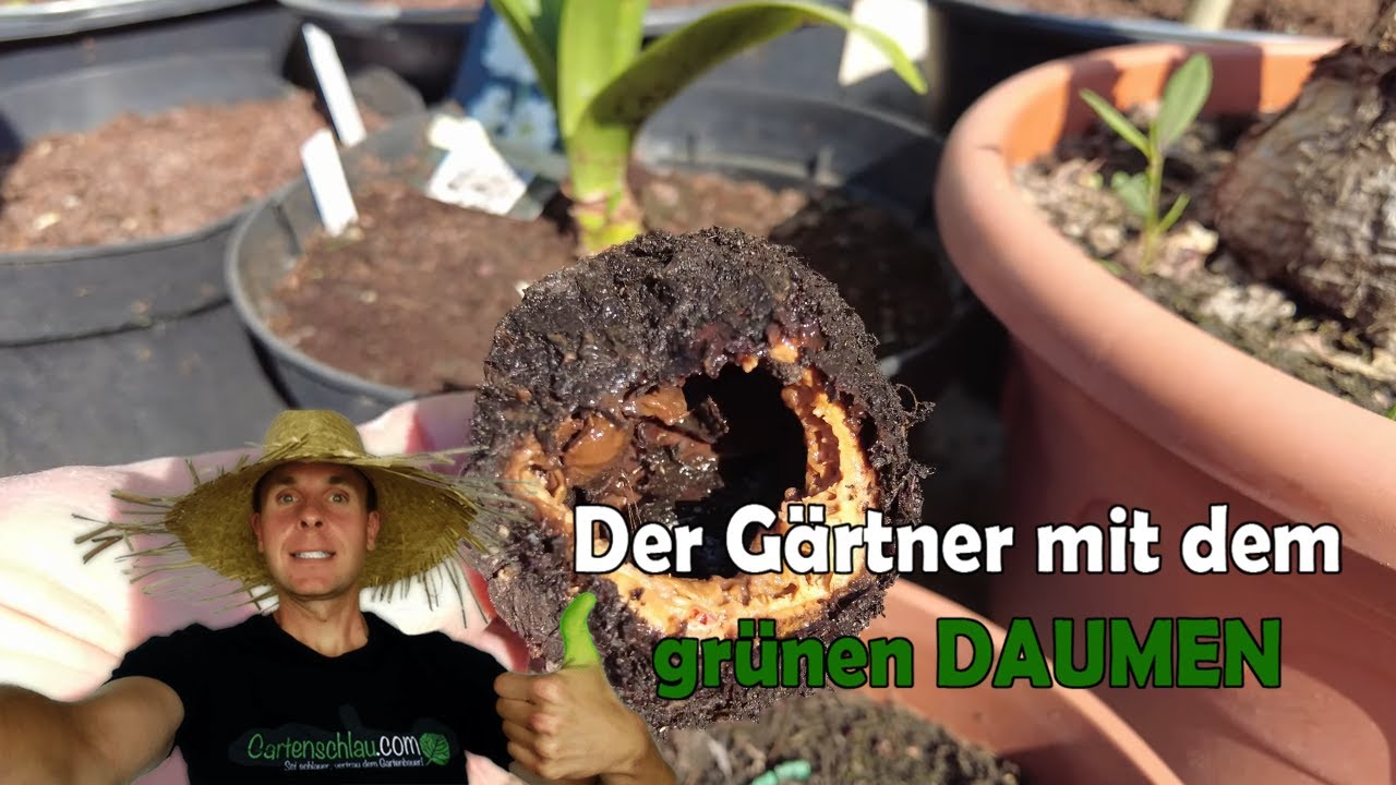 Amaryllis-Garten im Mai: Diese Sorten blühen jetzt