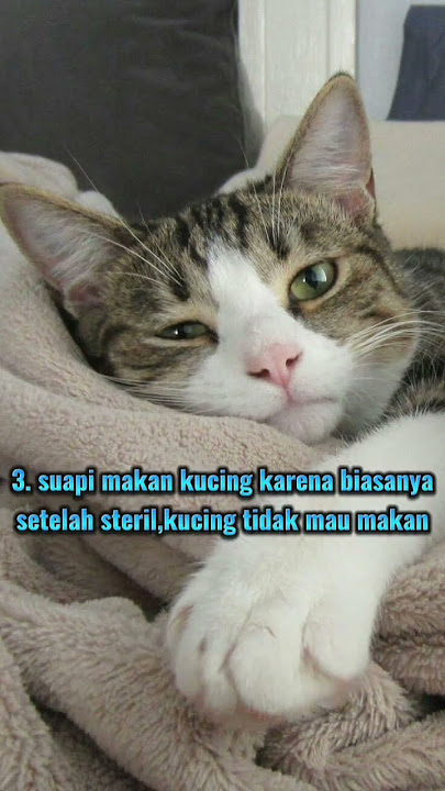 Perawatan kucing setelah di sterilisasi#shorts