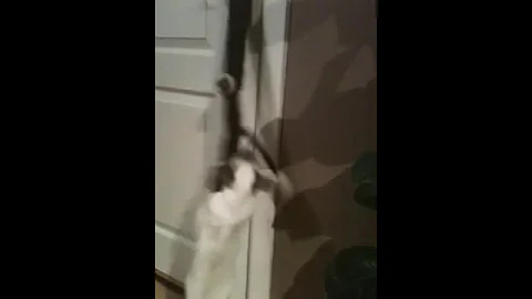 Watch the video about Siamese kitten attacking her pet monkey