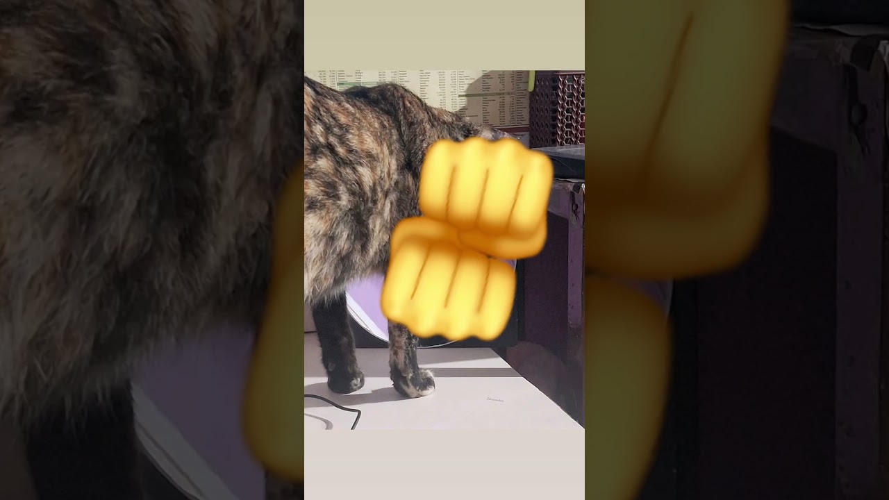 looking into your soul through mirror! #cat #cute #animalkingdom #animals #cutepet #trending #ytcat