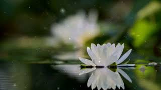 Remove Anger And Pain From Your Energetic Field