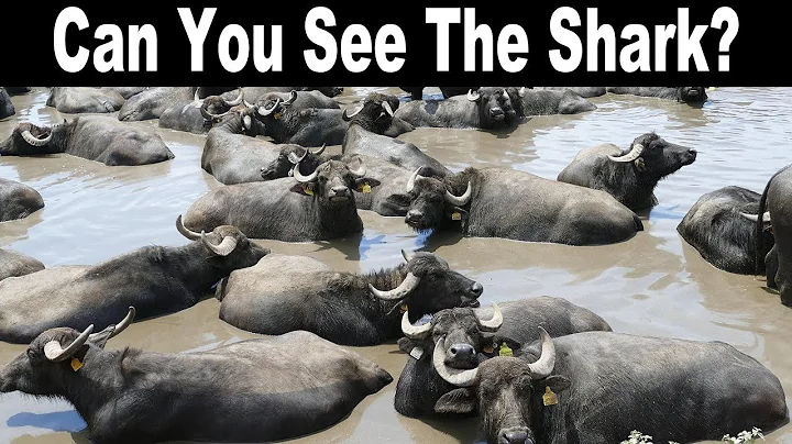 HIDDEN WILD ANIMALS#2 | NO ONE CAN FIND ALL THE HIDDEN ANIMALS | 100% FAIL |ANIMAL PUZZLE|BRAIN TEST