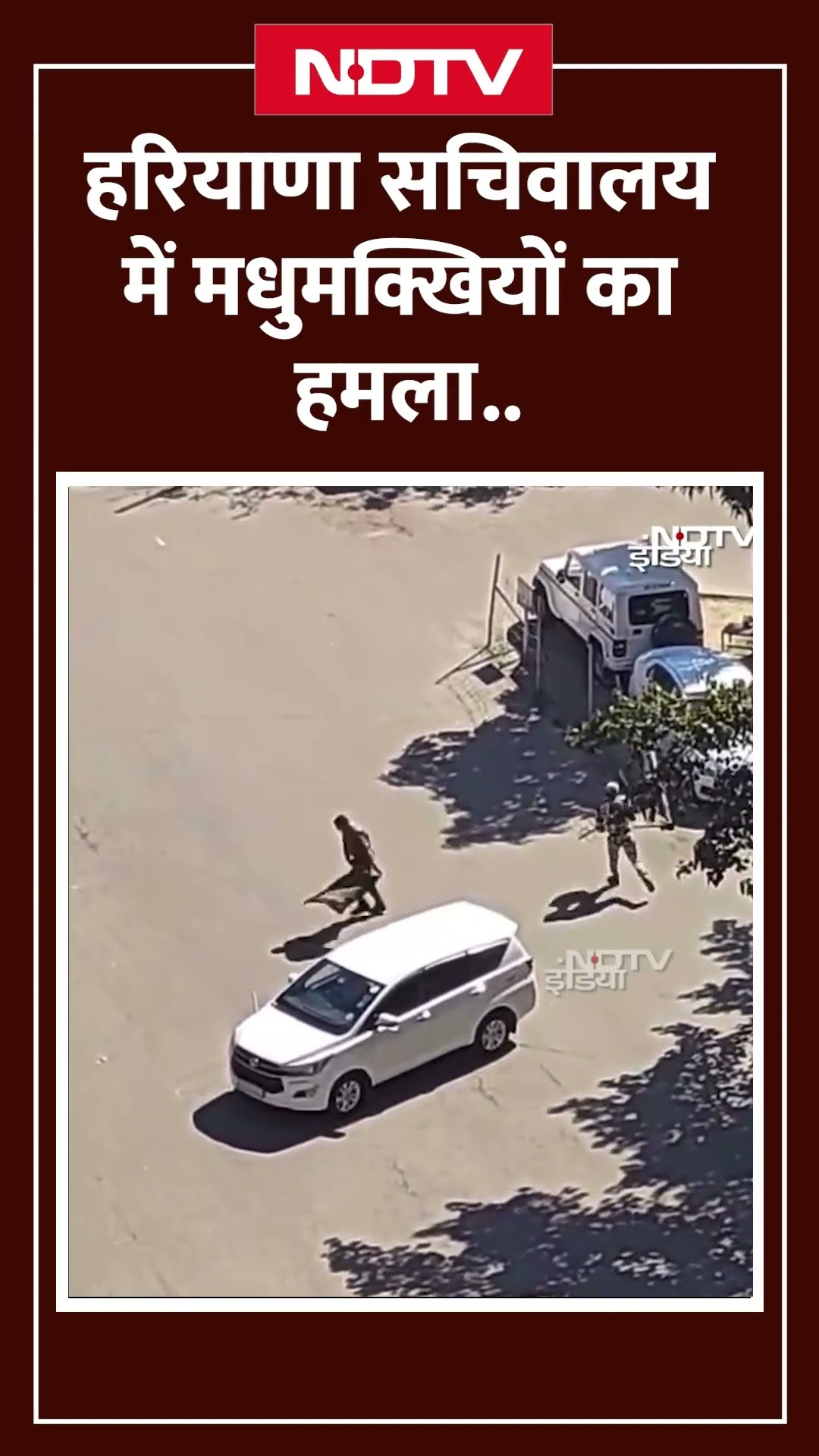 Haryana सचिवालय में मधुमक्खियों का हमला, दो CISF कर्मचारी घायल | Honey Bee Attack | Viral Video