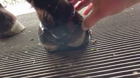 Scoot Enduro and Proper fit