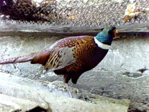 Pheasant ხოხობი