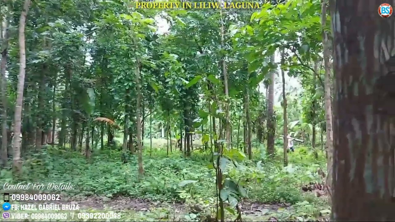 (P223) 8,000 sqms Farm lot in Liliw Laguna Available 1,300/sqm for