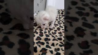 Snow Bengal kitten with fading kitten syndrome.  Day #2 Will he make it ?