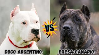 Dogo Argentino vs Presa Canario :Which breed will win? by Animella 812 views 5 months ago 4 minutes, 11 seconds