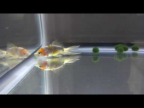 goldfish sitting at bottom of tank