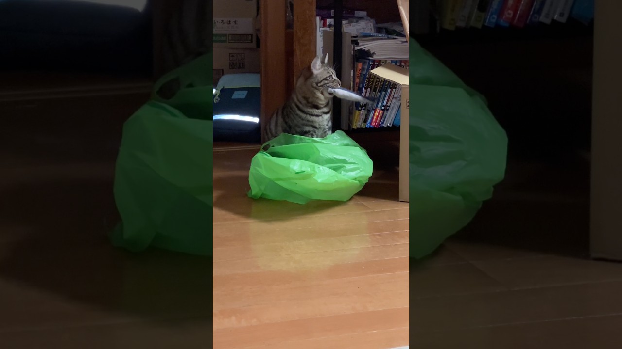 ［猫のお気に入り］トラジの最近のお気には、緑色のビニール袋といわしのぬいぐるみ #猫 #cat #キジトラ