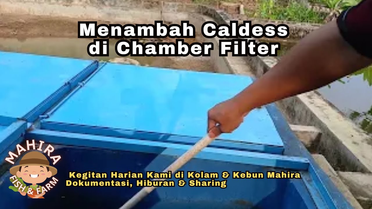 Menambah Kaldnes K1 MBBR ke chamber Filter Biologis Kolam Nila Sistem RAS