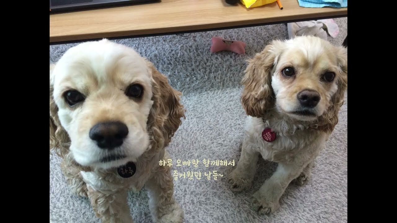 미루와 하루.. 함께 했던 몇 일..