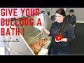 How to Bath An English Bulldog | Tips and Tricks | How to Groom an English Bulldog