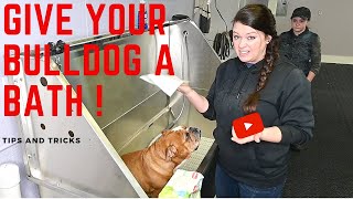 How to Bath An English Bulldog | Tips and Tricks | How to Groom an English Bulldog