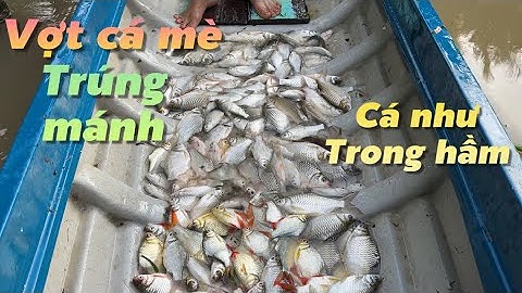 Sông Cái Côn cá như trong hầm là có thiệt trúng mánh cùng anh Vạn Nguyễn | Cù Lao Dung Vlogs