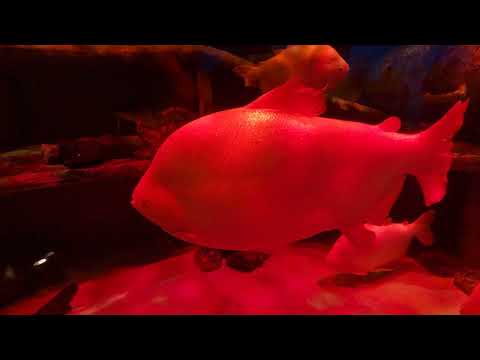 The Lost Chambers Aquarium – part 11 – Hotel Atlantis – Dubai