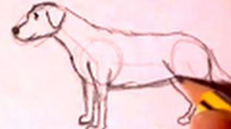 Dibujo a lápiz de animales - YouTube