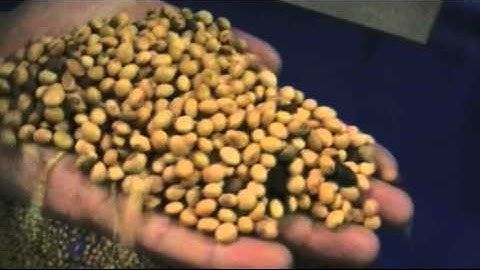Soybean Video From VietNam by Single belt type color sorter