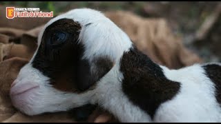 BARU 1 DETIK KAMBING LUCU INI LAHIR | ANAK KAMBING | DOMBA | SUARA KAMBING | GOAT FARM IN INDONESIA